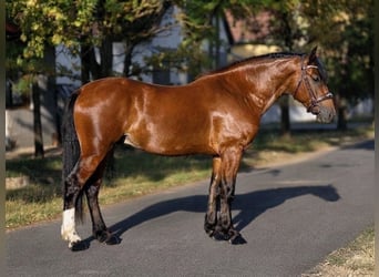 Plus de poneys/petits chevaux, Hongre, 5 Ans, 153 cm, Bai