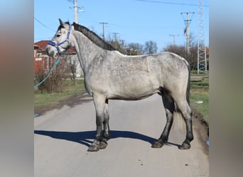 Plus de poneys/petits chevaux, Hongre, 5 Ans, 153 cm, Gris
