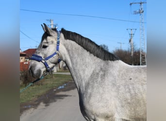 Plus de poneys/petits chevaux, Hongre, 5 Ans, 153 cm, Gris