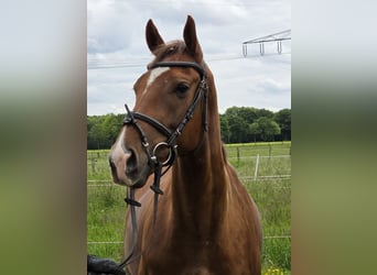 Plus de poneys/petits chevaux, Hongre, 5 Ans, 154 cm, Alezan brûlé