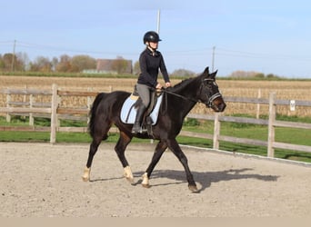 Plus de poneys/petits chevaux, Hongre, 5 Ans, 154 cm, Noir