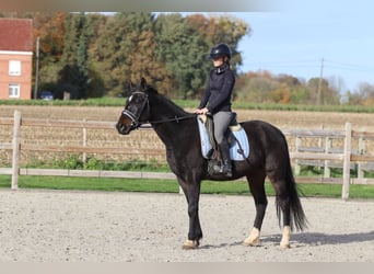 Plus de poneys/petits chevaux, Hongre, 5 Ans, 154 cm, Noir