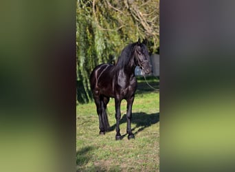 Plus de poneys/petits chevaux, Hongre, 5 Ans, 155 cm, Noir