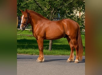 Plus de poneys/petits chevaux, Hongre, 5 Ans, 156 cm, Alezan