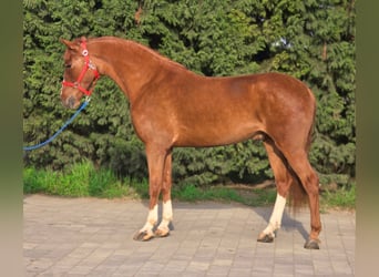 Plus de poneys/petits chevaux, Hongre, 5 Ans, 157 cm, Alezan