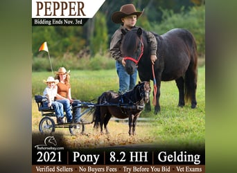 Plus de poneys/petits chevaux, Hongre, 5 Ans, 89 cm, Noir