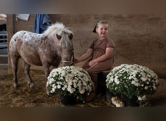 Plus de poneys/petits chevaux, Hongre, 5 Ans, 91 cm, Alezan brûlé