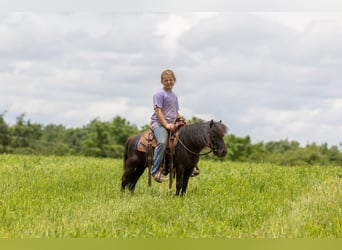 Plus de poneys/petits chevaux, Hongre, 5 Ans, 91 cm, Noir