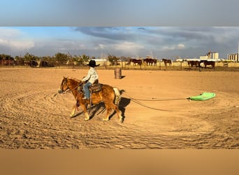 Plus de poneys/petits chevaux, Hongre, 5 Ans, 97 cm, Alezan cuivré