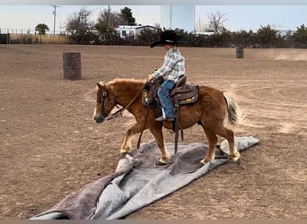 Plus de poneys/petits chevaux, Hongre, 5 Ans, 97 cm, Alezan cuivré