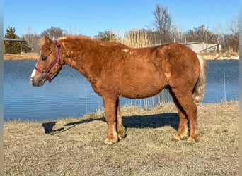 Plus de poneys/petits chevaux, Hongre, 5 Ans, 97 cm, Alezan cuivré