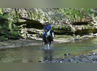 Plus de poneys/petits chevaux, Hongre, 5 Ans, Pinto