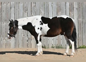Plus de poneys/petits chevaux, Hongre, 5 Ans, Pinto