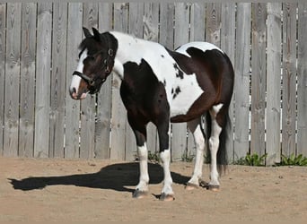 Plus de poneys/petits chevaux, Hongre, 5 Ans, Pinto
