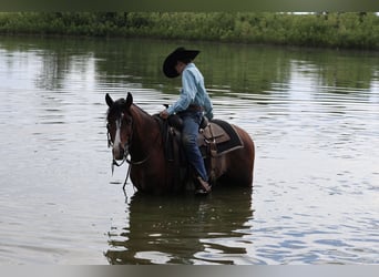 Plus de poneys/petits chevaux, Hongre, 5 Ans, Pinto