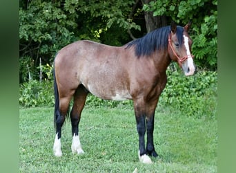 Plus de poneys/petits chevaux, Hongre, 5 Ans, Pinto