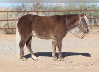 Plus de poneys/petits chevaux, Hongre, 6 Ans, 107 cm