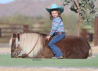 Plus de poneys/petits chevaux, Hongre, 6 Ans, 107 cm