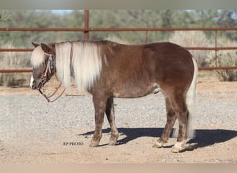 Plus de poneys/petits chevaux, Hongre, 6 Ans, 107 cm
