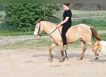 Plus de poneys/petits chevaux, Hongre, 6 Ans, 117 cm, Champagne