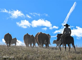 Plus de poneys/petits chevaux, Hongre, 6 Ans, 117 cm, Noir