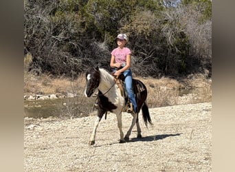 Plus de poneys/petits chevaux, Hongre, 6 Ans, 122 cm, Pinto