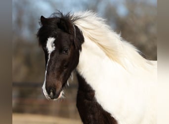 Plus de poneys/petits chevaux, Hongre, 6 Ans, 122 cm, Pinto