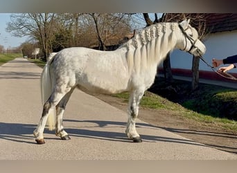 Plus de poneys/petits chevaux, Hongre, 6 Ans, 125 cm, Gris