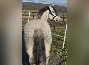 Plus de poneys/petits chevaux, Hongre, 6 Ans, 127 cm, Gris
