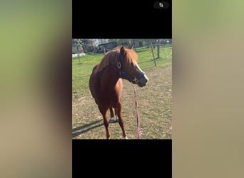 Plus de poneys/petits chevaux, Hongre, 6 Ans, 135 cm, Alezan