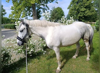 Plus de poneys/petits chevaux, Hongre, 6 Ans, 140 cm, Pinto