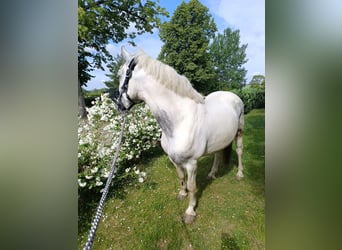 Plus de poneys/petits chevaux, Hongre, 6 Ans, 140 cm, Pinto