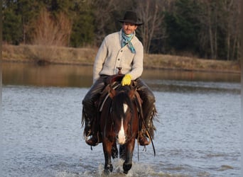 Plus de poneys/petits chevaux, Hongre, 6 Ans, 142 cm, Pinto