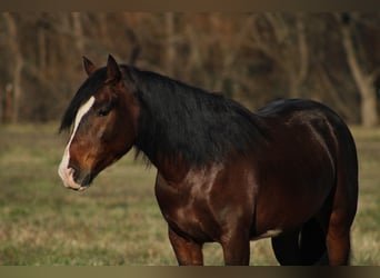 Plus de poneys/petits chevaux, Hongre, 6 Ans, 142 cm, Pinto