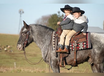 Plus de poneys/petits chevaux Croisé, Hongre, 6 Ans, 142 cm, Rouan Bleu