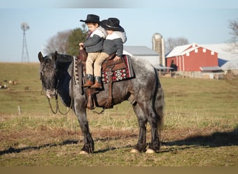 Plus de poneys/petits chevaux Croisé, Hongre, 6 Ans, 142 cm, Rouan Bleu