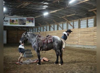 Plus de poneys/petits chevaux Croisé, Hongre, 6 Ans, 142 cm, Rouan Bleu