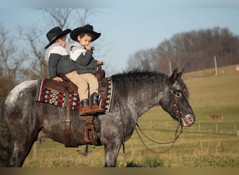 Plus de poneys/petits chevaux Croisé, Hongre, 6 Ans, 142 cm, Rouan Bleu