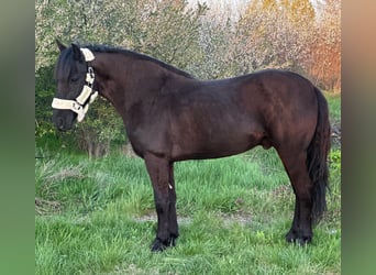 Plus de poneys/petits chevaux, Hongre, 6 Ans, 143 cm, Noir