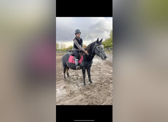 Plus de poneys/petits chevaux, Hongre, 6 Ans, 145 cm, Gris