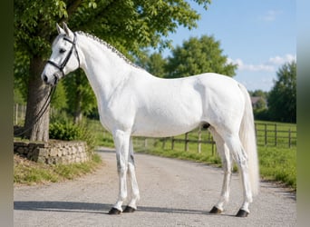 Plus de poneys/petits chevaux, Hongre, 6 Ans, 145 cm, Gris