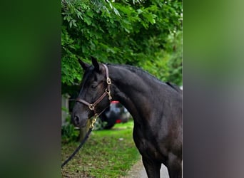 Plus de poneys/petits chevaux, Hongre, 6 Ans, 145 cm, Noir