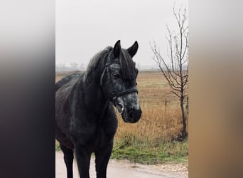 Plus de poneys/petits chevaux, Hongre, 6 Ans, 147 cm