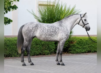 Plus de poneys/petits chevaux, Hongre, 6 Ans, 147 cm, Gris