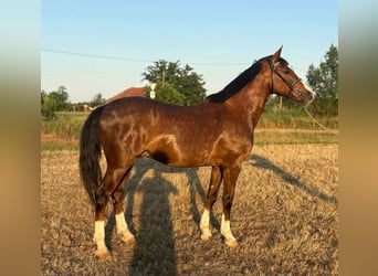 Plus de poneys/petits chevaux, Hongre, 6 Ans, 148 cm, Bai
