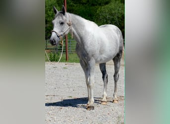 Plus de poneys/petits chevaux, Hongre, 6 Ans, 150 cm, Gris