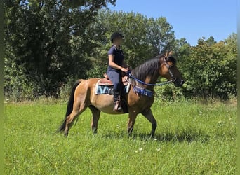 Plus de poneys/petits chevaux, Hongre, 6 Ans, 154 cm, Isabelle