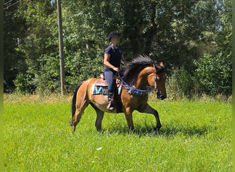 Plus de poneys/petits chevaux, Hongre, 6 Ans, 154 cm, Isabelle