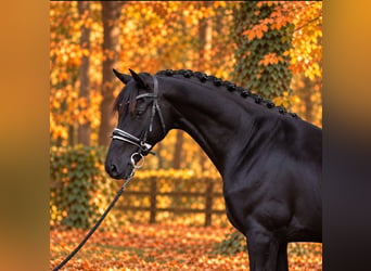 Plus de poneys/petits chevaux, Hongre, 6 Ans, 155 cm, Noir
