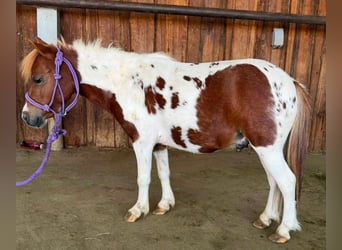 Plus de poneys/petits chevaux, Hongre, 6 Ans, 84 cm, Pinto